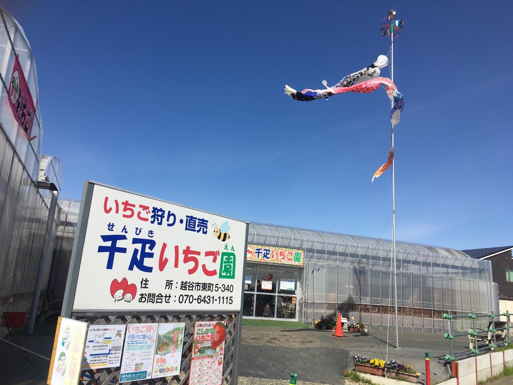 【埼玉】越谷レイクタウンのすぐ近くでいちご狩り! 千疋いちご園 in 越谷